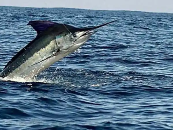 Pesca en San Felipe